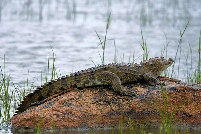 Kaudulla National Park Safari | Jeep with Tickets - Other wildlife you might see