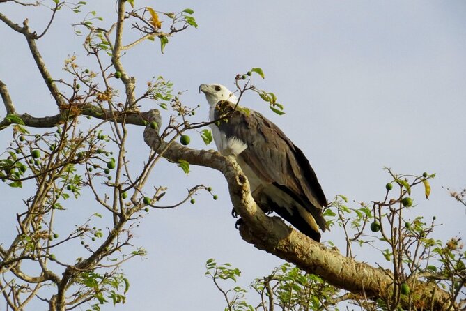 Kaudulla National Park Safari | Jeep with Tickets - The park switch to Hurulu Eco Park