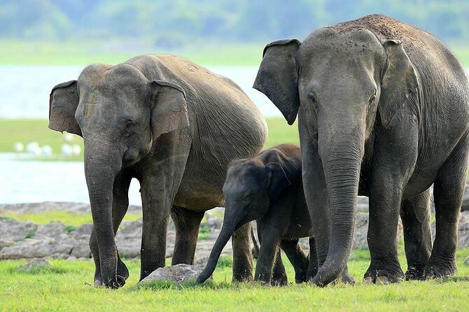 Kaudulla National Park Safari | Jeep with Tickets - The 2:30 pm start and the ride into the park