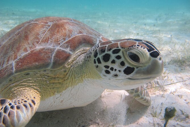Kayak & Snorkel with Sea Turtles, National Park, St. John - Starting at Honeymoon Beach