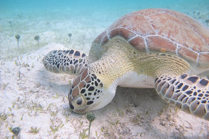Kayak & Snorkel with Sea Turtles, National Park, St. John - Paddling across Caneel Bay