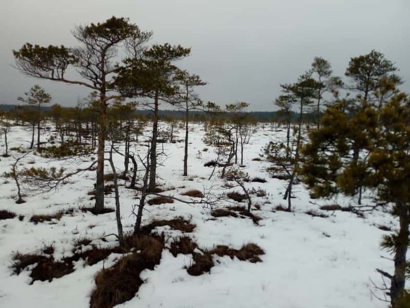 Kemeri National Park Bog Trail near Riga - Key points to know before you book