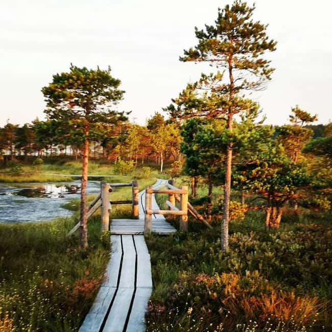 Kemeri National Park Bog Trail near Riga - Walking into the Kemeri bog