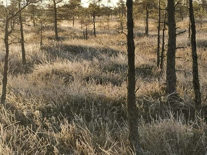 Kemeri National Park Bog Trail near Riga - How the seasons change the experience