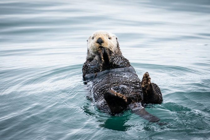 Kenai Fjords National Park Glacier & Wildlife Cruise - Key things to know before you book