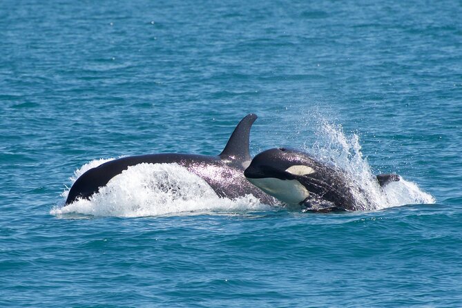 Kenai Fjords National Park Glacier & Wildlife Cruise - The weather and motion sickness problem