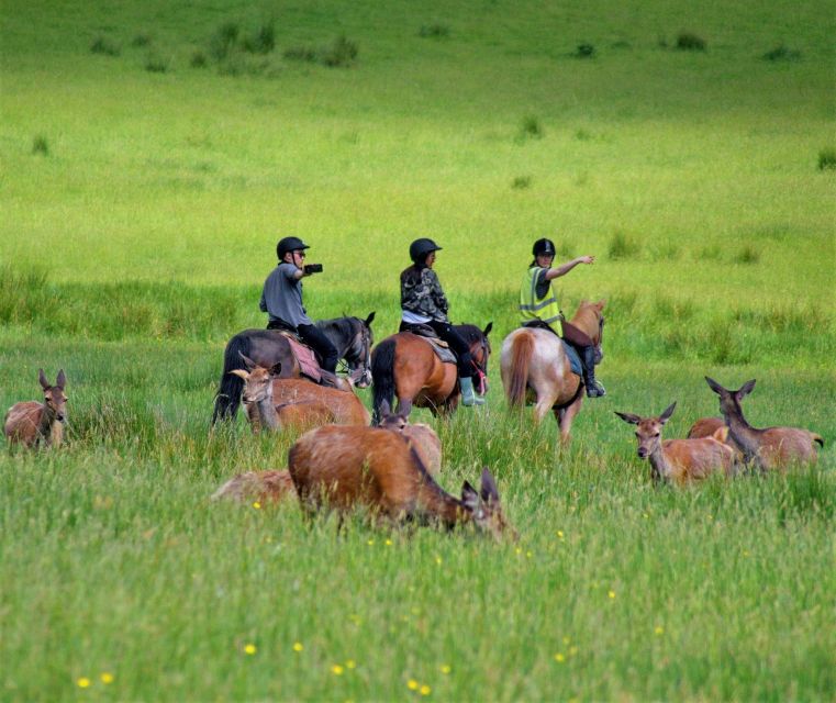 Kerry: Guided Horse Riding Tour in Killarney National Park - What the Killarney horseback ride is really like