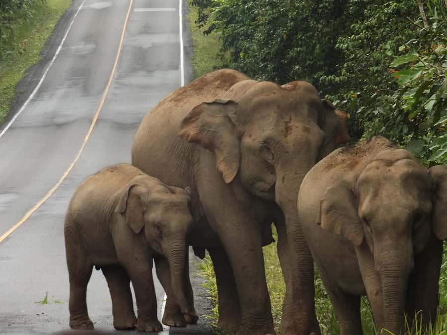 Khao Yai National Park: 2-Day Private Tour from Bangkok - Why Khao Yai Works as a Two-Day Escape