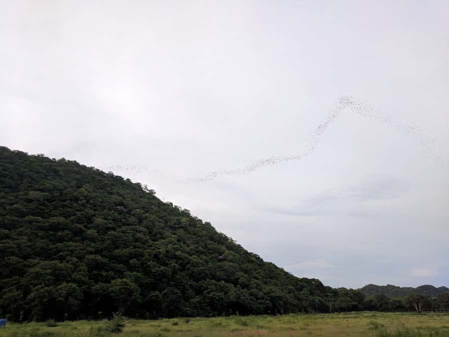 Khao Yai National Park: 2-Day Private Tour from Bangkok - Day One: Bangkok to the Bat Cave and Park Viewpoint