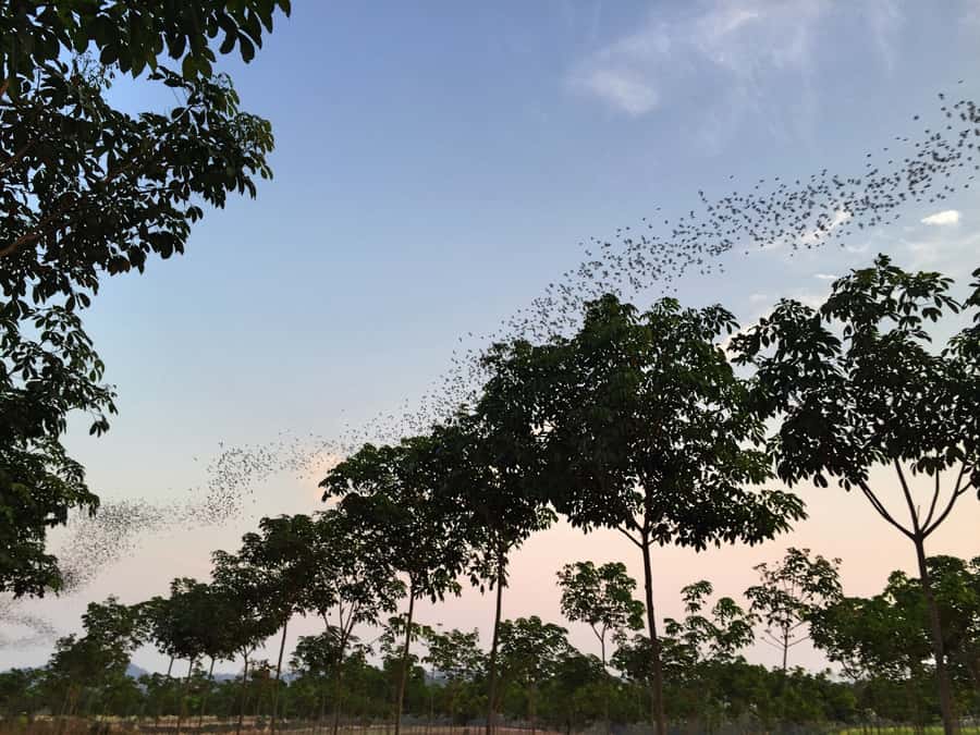 Khao Yai National Park: 2-Day Private Tour from Bangkok - Day Two: Forest Trails, Gibbons, and Hornbills