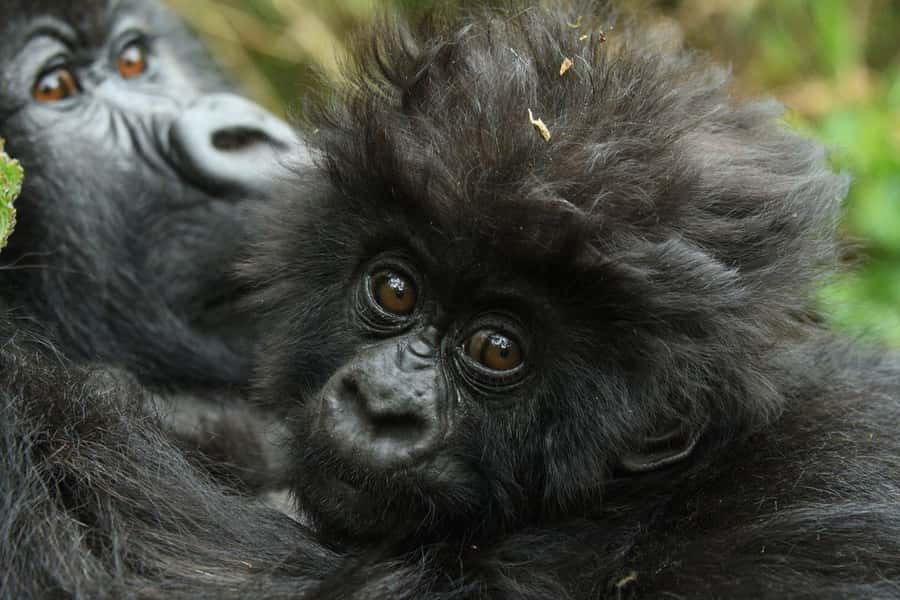 Kigali: Rwanda Gorilla Tracking in Volcanoes National Park - A 4:30am start from Kigali