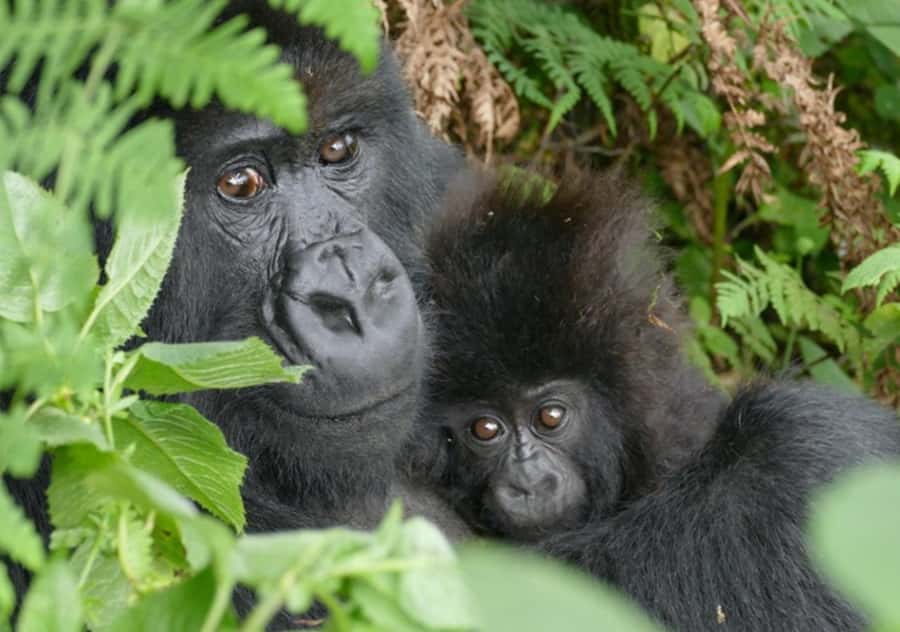 Kigali: Rwanda Gorilla Tracking in Volcanoes National Park - The hike through Volcanoes National Park
