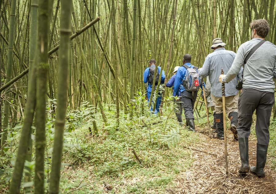Kigali: Rwanda Gorilla Tracking in Volcanoes National Park - What the $260 price really covers