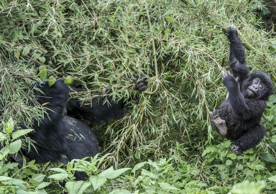 Kigali: Rwanda Gorilla Tracking in Volcanoes National Park - Coffee, briefing, and the first view of the volcanoes