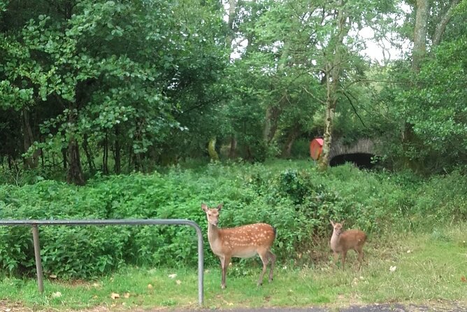 Killarney National Park Tour - Meeting Your Horse and Driver at Deenagh Lodge