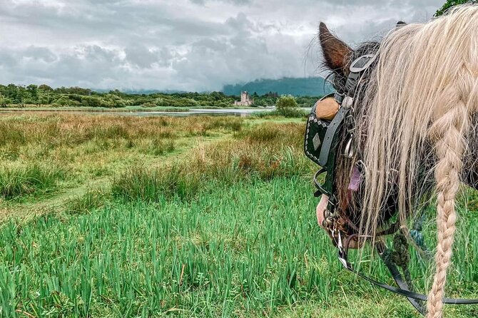 Killarney National Park Tour - Best For Families, First Visits, and Gentle Sightseeing