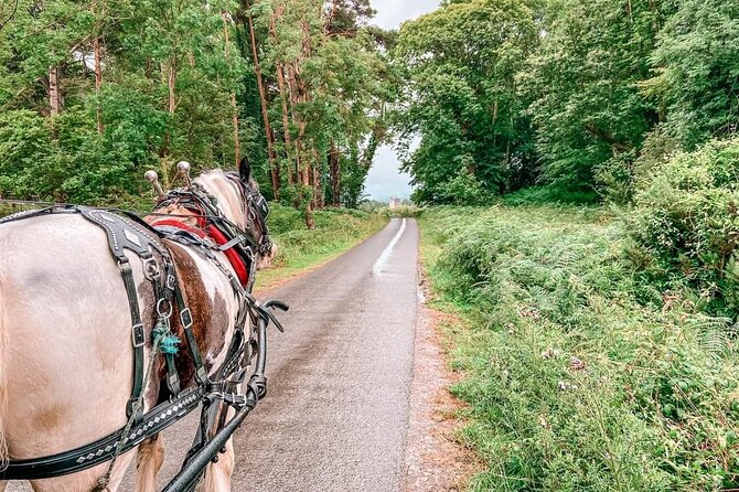 Killarney National Park Tour - What the one-hour route actually offers