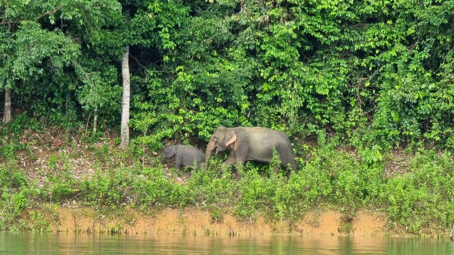 Krabi: Khao Sok National Park & Cheow Lan Lake Boat Tour - Rajjaprabha Dam and the traditional boat