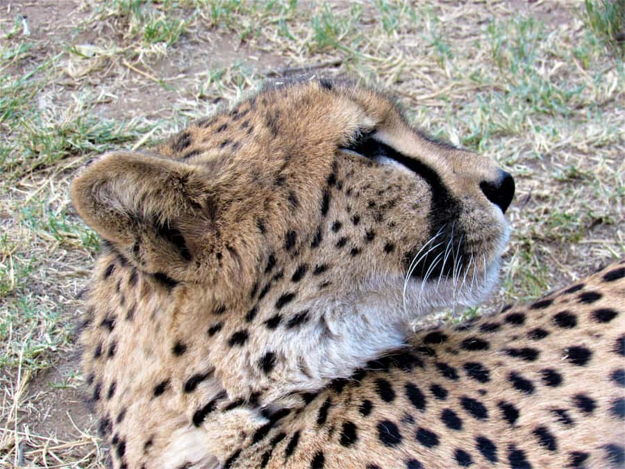 Kruger National Park Afternoon Safari - Key points to know before booking