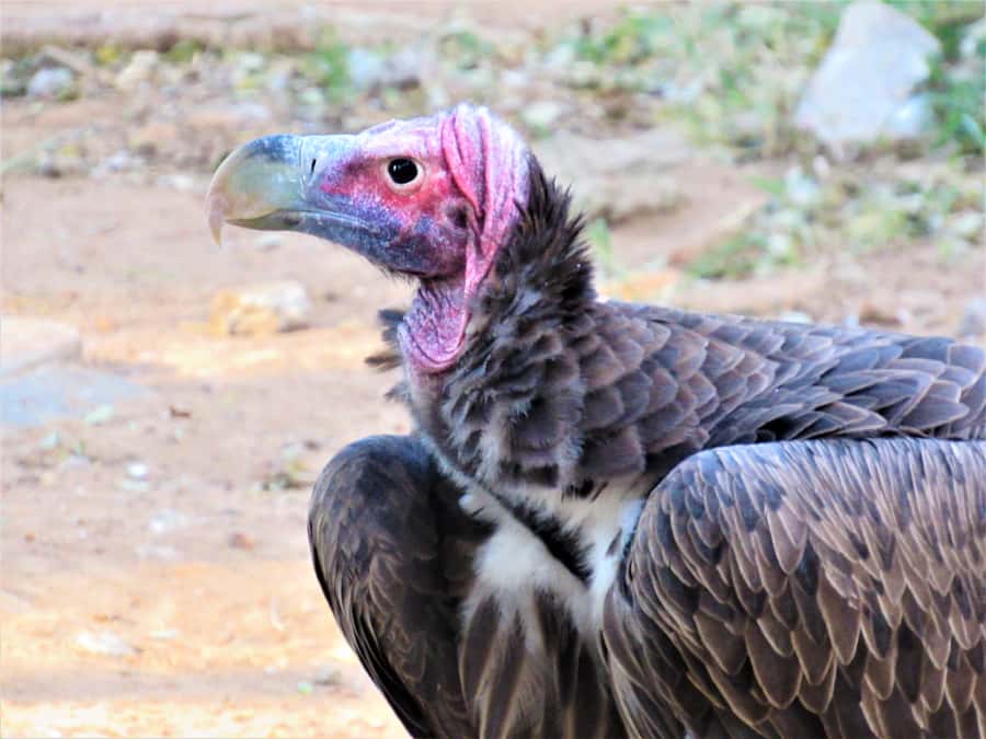 Kruger National Park Afternoon Safari - Should you book this Kruger afternoon safari?