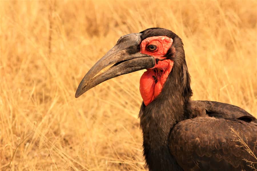 Kruger National Park Afternoon Safari - What you may see on the game roads