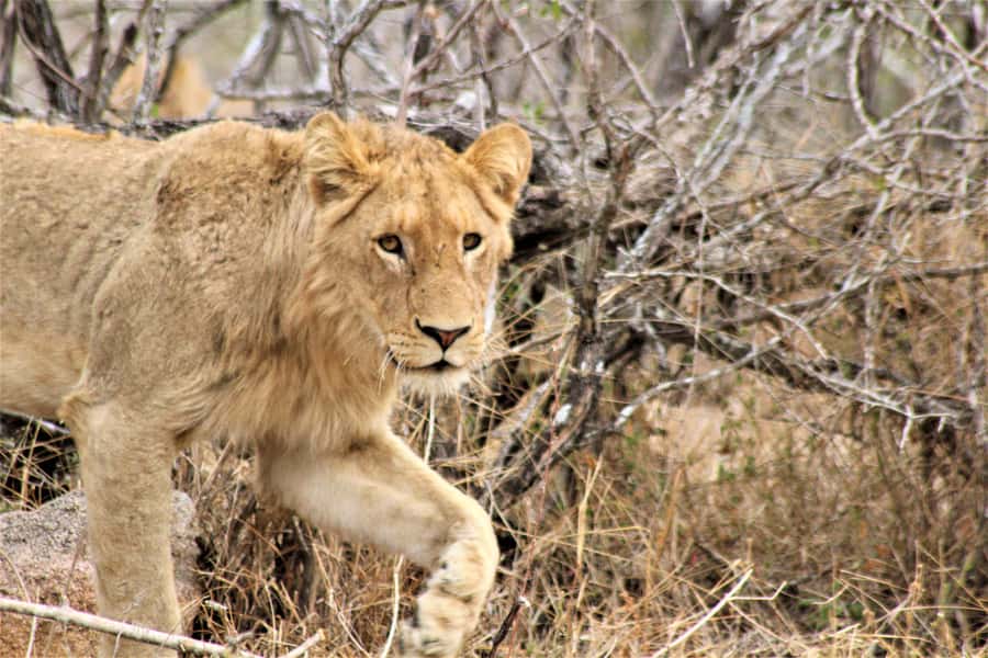 Kruger National Park Afternoon Safari - Guides who add value to the drive
