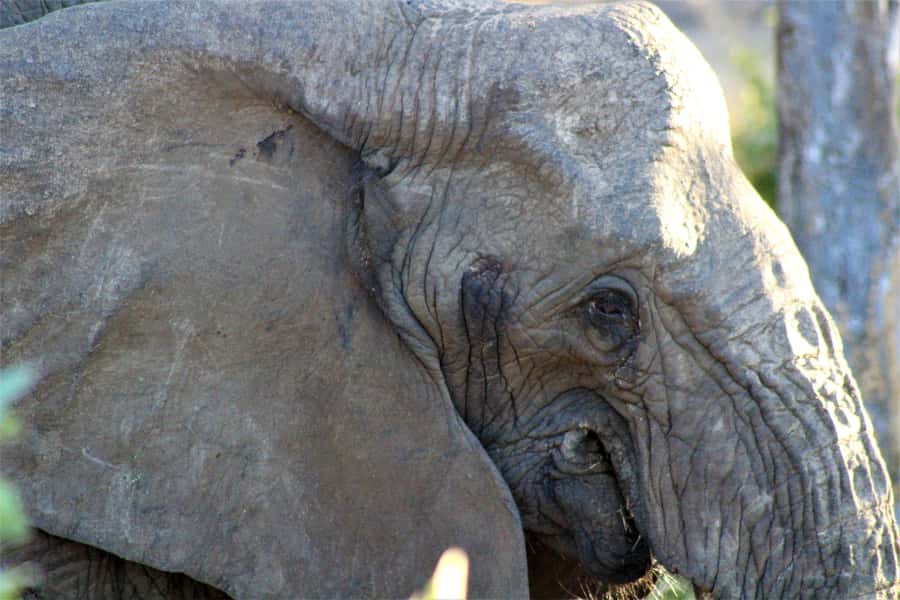 Kruger National Park Afternoon Safari - Human history beyond the animals