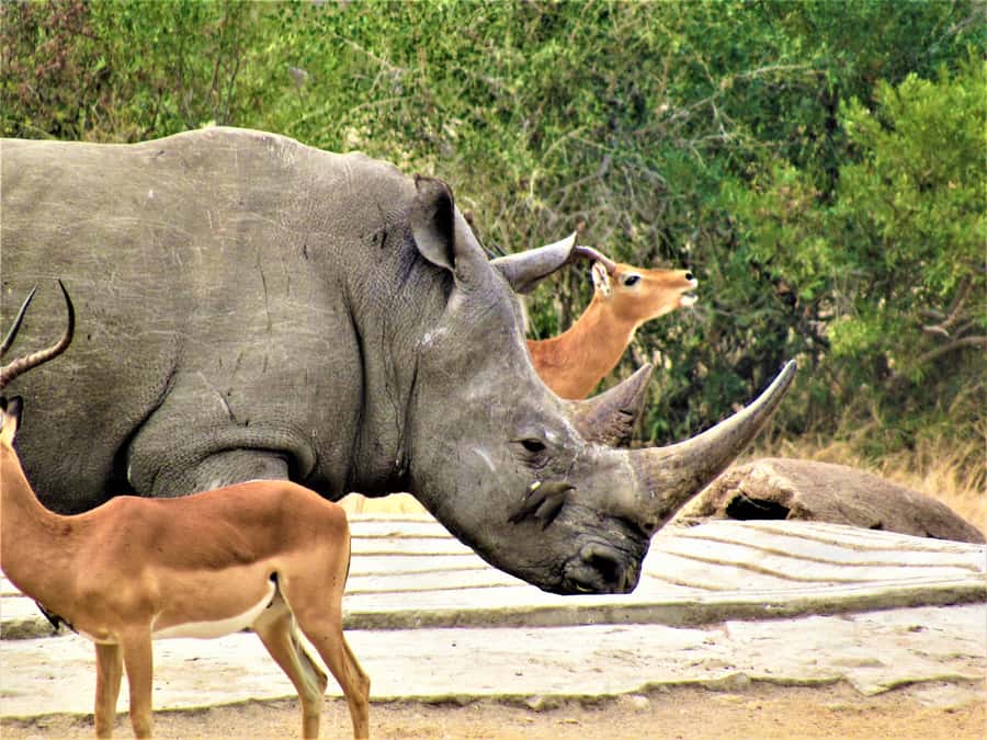 Kruger National Park Afternoon Safari - Price, park fees, and overall value