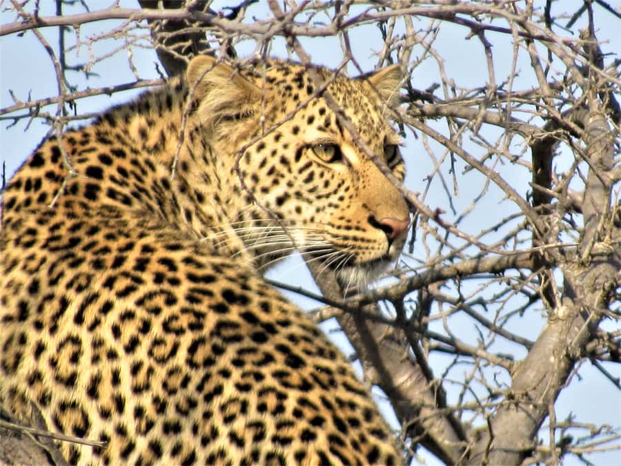 Kruger National Park Afternoon Safari - Who should choose the afternoon option
