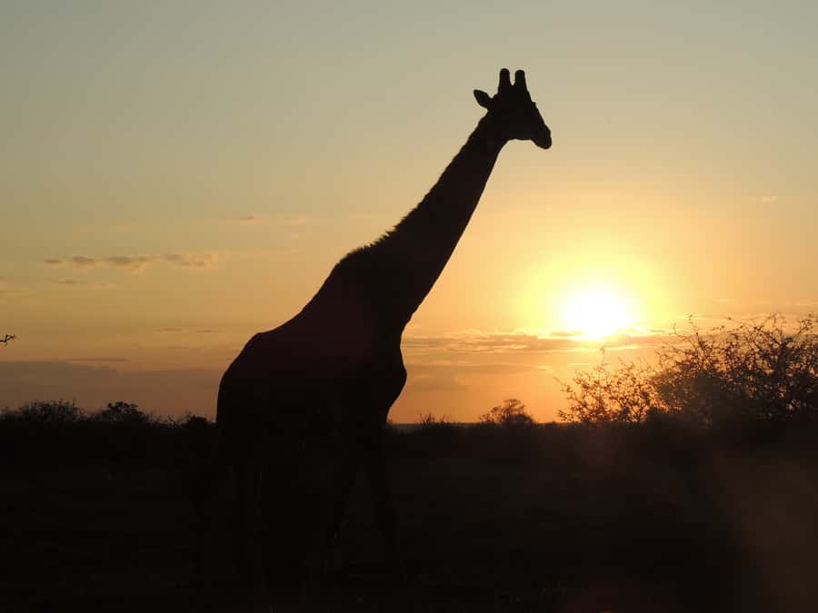 Kruger National Park: Full-Day Game Drive with Pickup - Key points at a glance