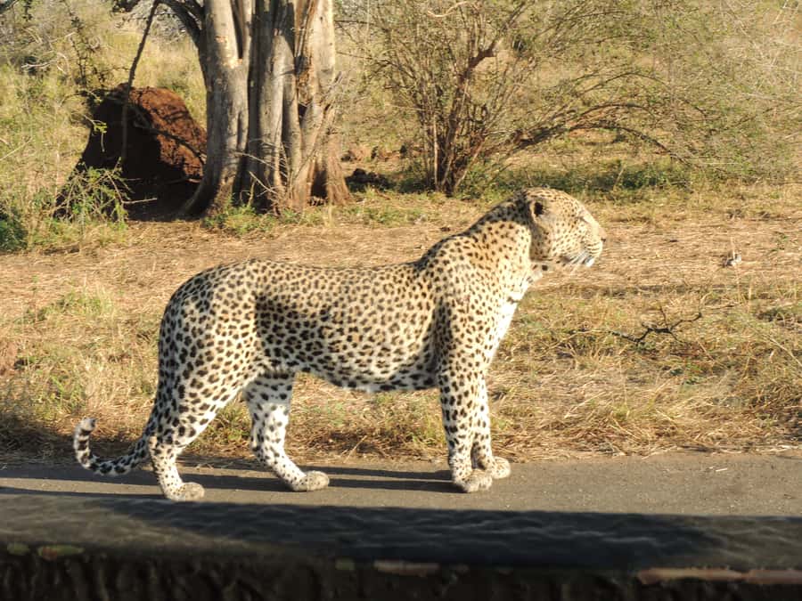Kruger National Park: Full-Day Game Drive with Pickup - Starting before sunrise in Kruger National Park