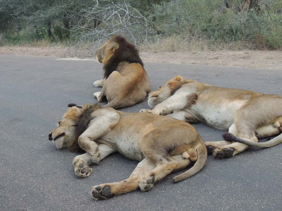 Kruger National Park: Full-Day Game Drive with Pickup - Why the guide makes the difference