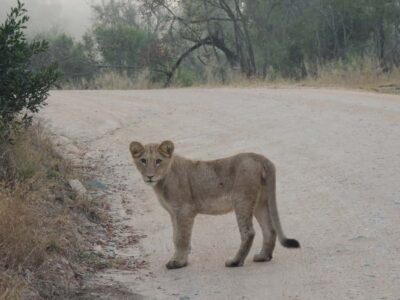 Kruger National Park: Full-Day Game Drive with Pickup