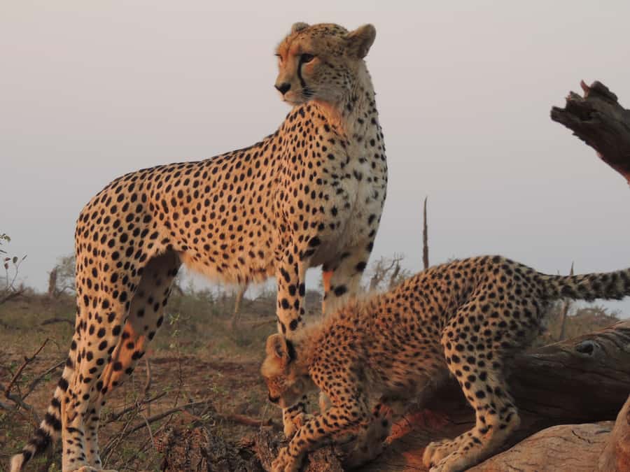 Kruger National Park: Full-Day Game Drive with Pickup - The Big Five, with realistic expectations