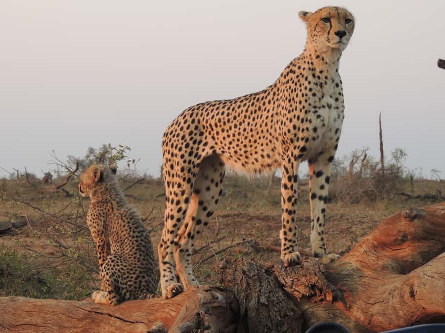 Kruger National Park: Full-Day Game Drive with Pickup - Breakfast and lunch at Kruger rest camps