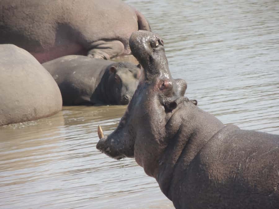 Kruger National Park: Full-Day Game Drive with Pickup - Comfort, access, and what to pack