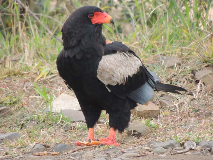 Kruger National Park: Full-Day Game Drive with Pickup - Who should book this Kruger safari?