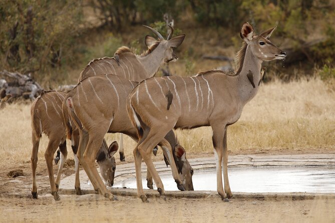 Kruger National Park Full Day Private safari - Wildlife beyond the Big Five