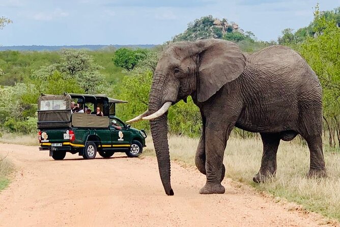 Kruger National Park Full Day Private safari - Guides, communication, and the human side