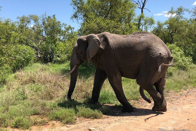 Kruger National Park Full-Day Tour - Why a Kruger day trip from Maputo makes sense