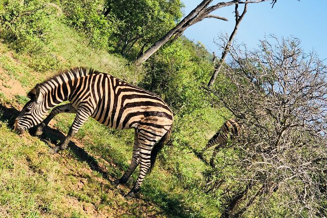 Kruger National Park Full-Day Tour - Booking timing, cancellation, and group size
