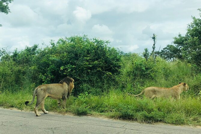 Kruger National Park Full-Day Tour - Should you book this Kruger tour?