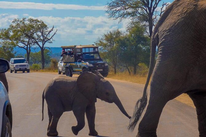 Kruger National Park Morning Safari 2 people minimum - What the $46.01 price really covers