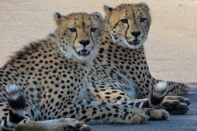 Kruger National Park - Private full day Safari trip. - Why a private day in Kruger makes sense
