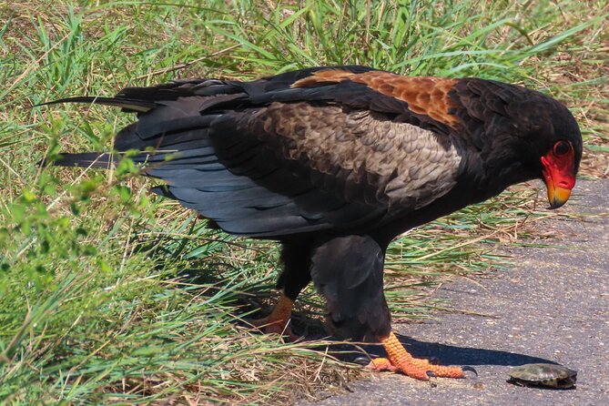 Kruger National Park - Private full day Safari trip. - Big Five hopes, photography, and realistic expectations