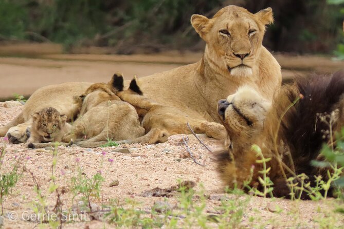 Kruger National Park - Private full day Safari trip. - Comfort, vehicle time, and what to bring