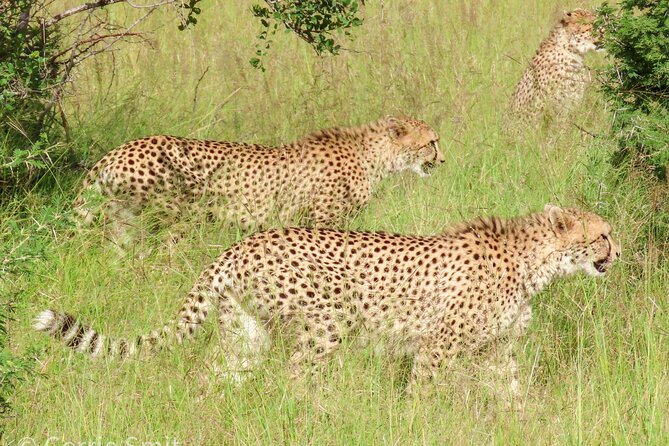 Kruger National Park - Private full day Safari trip. - The real cost: $166.79 plus park admission