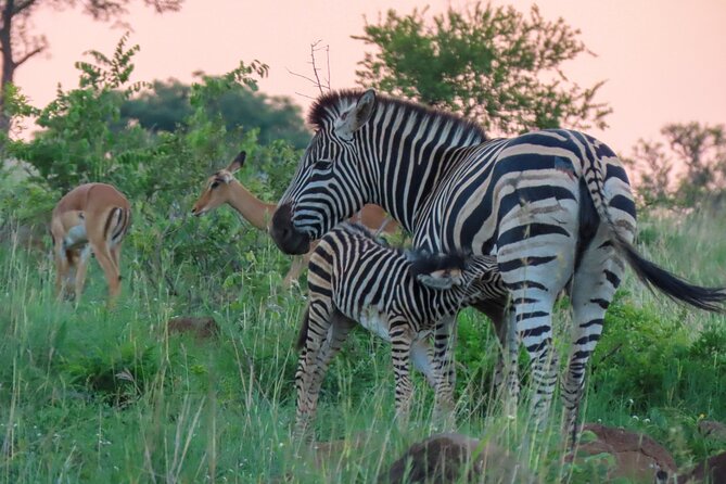 Kruger National Park - Private full day Safari trip. - Who should choose this Hazyview safari?