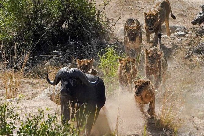 Kruger National Park - Private full day Safari trip. - What makes the guides such a strong part of the day