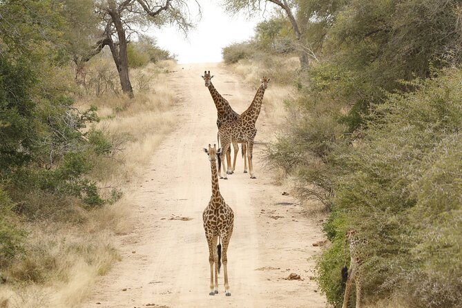 Kruger National Park sunrise Morning Private safari - Guides Abraham N and Patrick